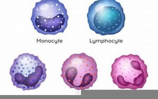 leucocyte什么意思,leucocyte中文翻译,leucocyte用法及例句,leucocyte怎么读