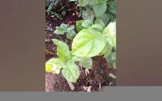 littleness什么意思,littleness中文翻译,littleness用法及例句,littleness怎么读
