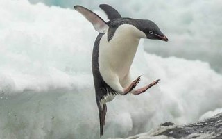 penguin什么意思,penguin中文翻译,penguin用法及例句,penguin怎么读