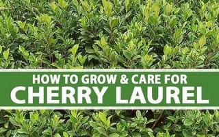 laurels什么意思,laurels中文翻译,laurels用法及例句,laurels怎么读