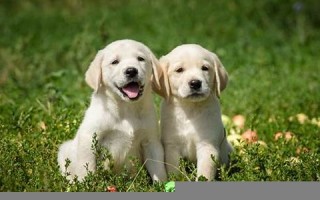labrador什么意思,labrador中文翻译,labrador用法及例句,labrador怎么读