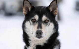 dog怎么读,dog中文翻译,dog什么意思,dog用法及例句