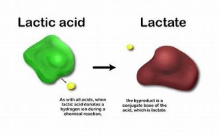 lactic什么意思,lactic中文翻译,lactic用法及例句,lactic怎么读