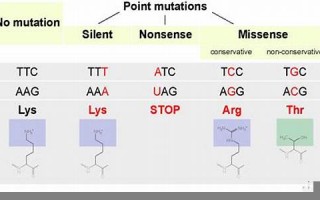 mutation什么意思,mutation中文翻译,mutation用法及例句,mutation怎么读