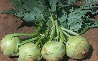 kohlrabi什么意思,kohlrabi中文翻译,kohlrabi用法及例句,kohlrabi怎么读
