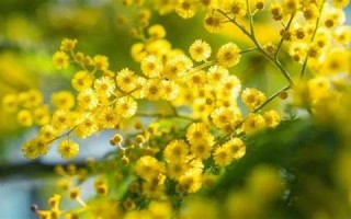 mimosa什么意思,mimosa中文翻译,mimosa用法及例句,mimosa怎么读