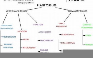 tissue中文翻译,tissue发音,tissue用法及例句,tissue是什么意思