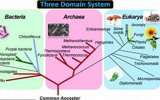 domain怎么读,domain中文翻译,domain什么意思,domain用法及例句