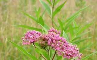 milkweed什么意思,milkweed中文翻译,milkweed用法及例句,milkweed怎么读