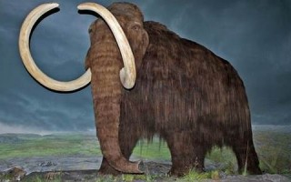 mammoth什么意思,mammoth中文翻译,mammoth用法及例句,mammoth怎么读