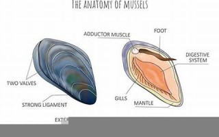 mussel什么意思,mussel中文翻译,mussel用法及例句,mussel怎么读