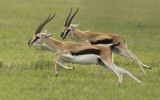 gazelle怎么读,gazelle中文翻译,gazelle什么意思,gazelle用法及例句
