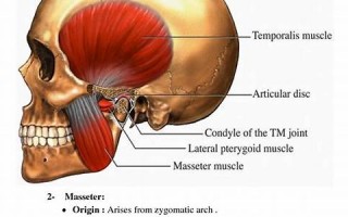 mastication什么意思,mastication中文翻译,mastication用法及例句,mastication怎么读