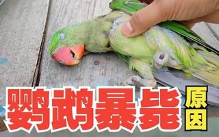 militant什么意思,militant中文翻译,militant用法及例句,militant怎么读