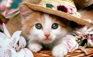kitten什么意思,kitten中文翻译,kitten用法及例句,kitten怎么读