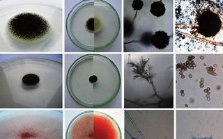macroscopic什么意思,macroscopic中文翻译,macroscopic用法及例句,macroscopic怎么读
