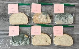 moldy什么意思,moldy中文翻译,moldy用法及例句,moldy怎么读