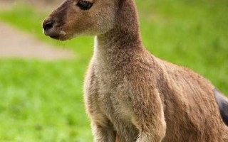 kangaroo什么意思,kangaroo中文翻译,kangaroo用法及例句,kangaroo怎么读