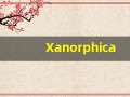 Xanorphica什么意思,Xanorphica用法,Xanorphica造句,Xanorphica的发音