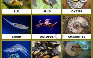 mollusk什么意思,mollusk中文翻译,mollusk用法及例句,mollusk怎么读