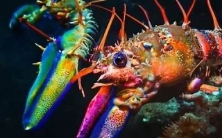 lobster什么意思,lobster中文翻译,lobster用法及例句,lobster怎么读