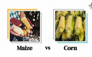 maize什么意思,maize中文翻译,maize用法及例句,maize怎么读