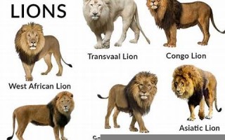 lion什么意思,lion中文翻译,lion用法及例句,lion怎么读