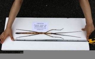 insect什么意思,insect中文翻译,insect用法及例句,insect怎么读