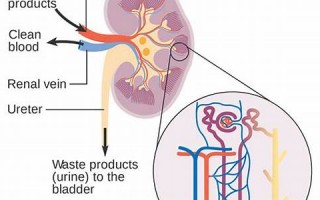 kidney什么意思,kidney中文翻译,kidney用法及例句,kidney怎么读