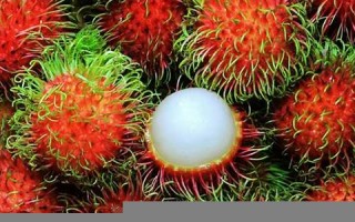 prickle什么意思,prickle中文翻译,prickle用法及例句,prickle怎么读