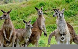 kangaroo怎么读,kangaroo中文翻译,kangaroo什么意思,kangaroo用法及例句