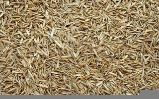 grass怎么读,grass中文翻译,grass什么意思,grass用法及例句