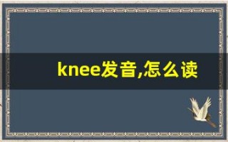 knee发音,怎么读,knee什么意思,knee例句用法