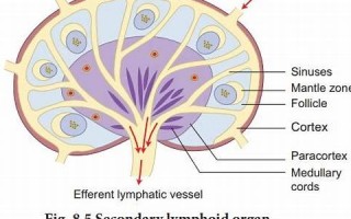 lymphoid什么意思,lymphoid中文翻译,lymphoid用法及例句,lymphoid怎么读