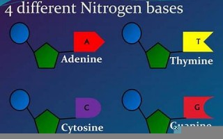 nitrogenous什么意思,nitrogenous中文翻译,nitrogenous用法及例句,nitrogenous怎么读