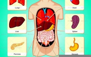 internal什么意思,internal中文翻译,internal用法及例句,internal怎么读