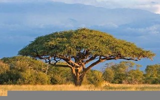 acacia什么意思,acacia发音,acacia,用法及例句,acacia英文怎么读,acacia(acclaim怎么读音发音英语怎么说)