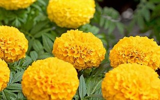 marigold什么意思,marigold中文翻译,marigold用法及例句,marigold怎么读