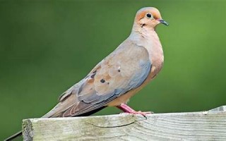 dove怎么读,dove中文翻译,dove什么意思,dove用法及例句