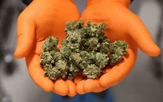 weedy中文翻译,weedy发音,weedy用法及例句,weedy是什么意思