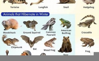 hibernation怎么读,hibernation中文翻译,hibernation什么意思,hibernation用法及例句
