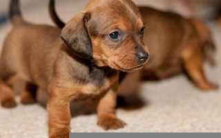 dachshund怎么读,dachshund中文翻译,dachshund什么意思,dachshund用法及例句