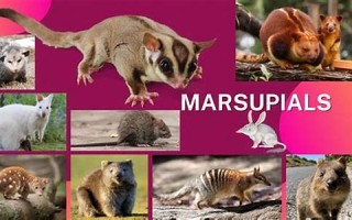 marsupial什么意思,marsupial中文翻译,marsupial用法及例句,marsupial怎么读