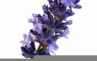 lavender什么意思,lavender中文翻译,lavender用法及例句,lavender怎么读