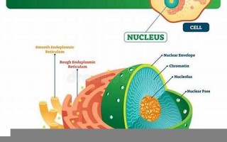 nucleus什么意思,nucleus中文翻译,nucleus用法及例句,nucleus怎么读
