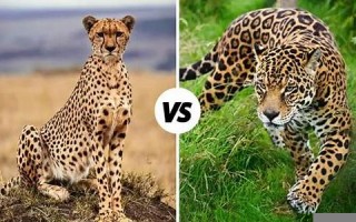 jaguar什么意思,jaguar中文翻译,jaguar用法及例句,jaguar怎么读