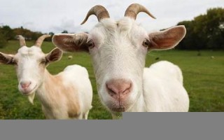 goat怎么读,goat中文翻译,goat什么意思,goat用法及例句