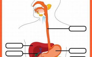digests中文翻译,digests发音,digests用法及例句,digests是什么意思(discourage的中文意思)