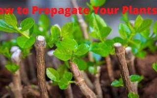 propogate什么意思,propogate中文翻译,propogate用法及例句,propogate怎么读