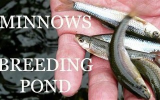 minnow什么意思,minnow中文翻译,minnow用法及例句,minnow怎么读
